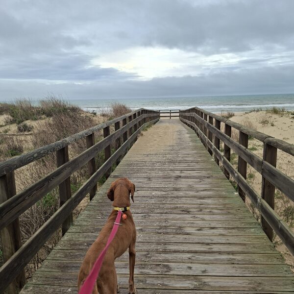 The pier leading to the ocean
