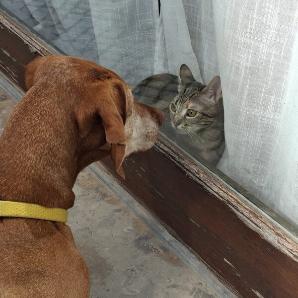Panka and a Portuguese kitty stare each other down