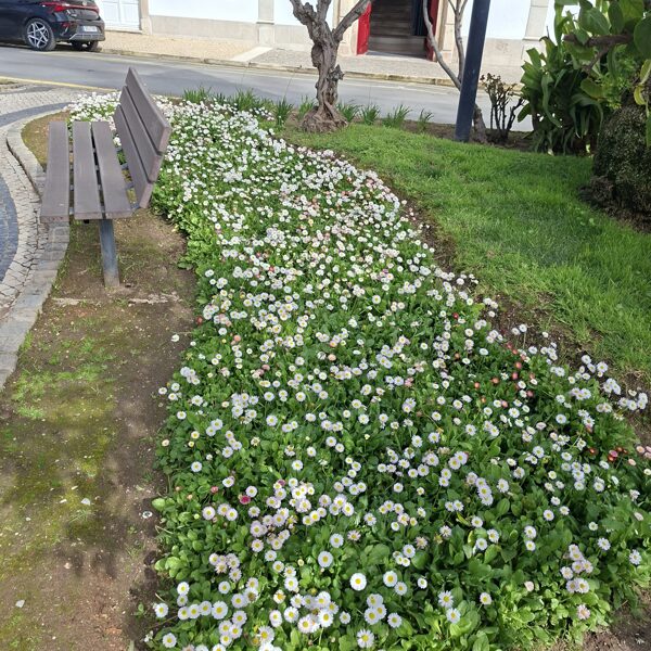 Gänseblümchen — in Erinnerung an David. Ich liebte die Art, wie er ihren Namen aussprach