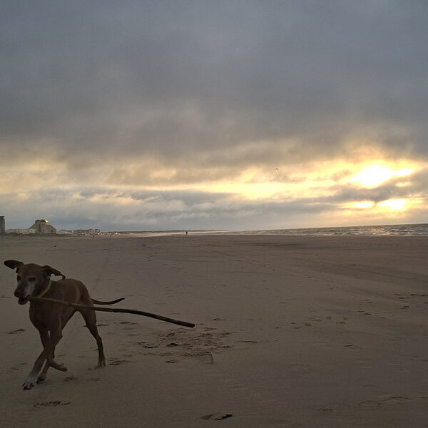 On the beach with Panka. Zserbo on unauthorized leave