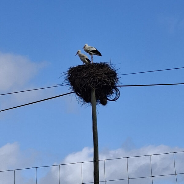 One of the many stork couples