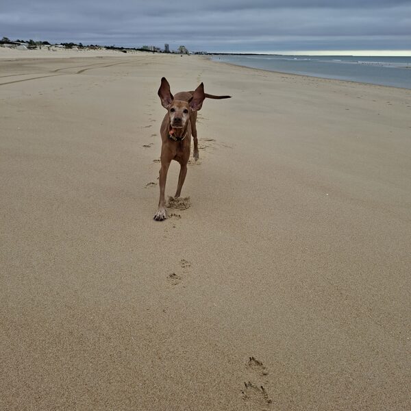 ... és boldogsága. Kis denevérlány :o)