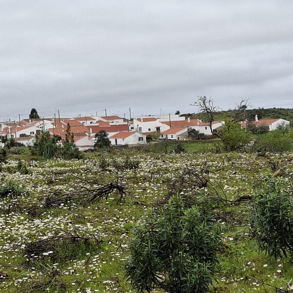 Egy cuki kis falucska a virágtenger közepén