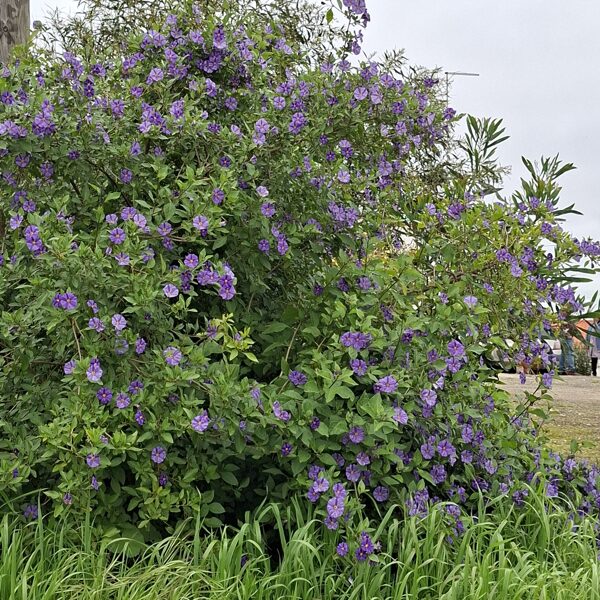 Otthon sajnos nem fagyálló virág, nekem is volt.