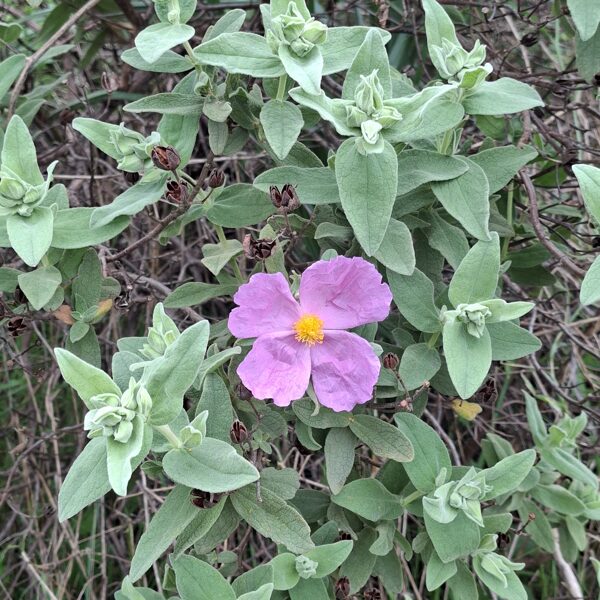 Egy újabb, mára az utolsó "nem-tudom-mi-ez" virág