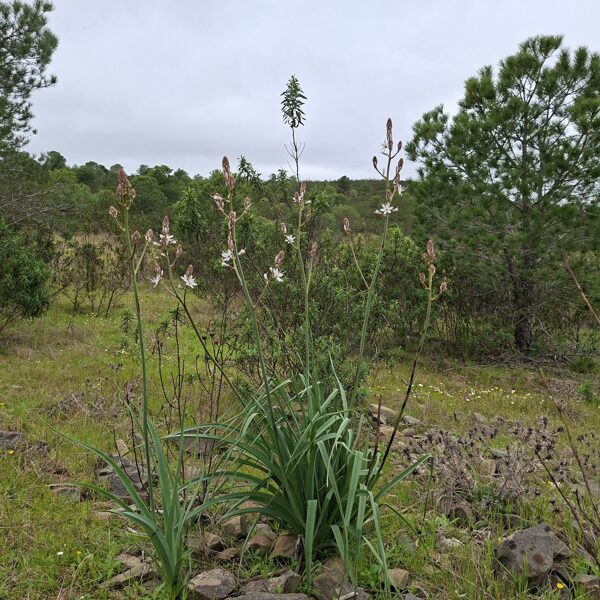 Egy " nem-tudom-mi-ez" virág, de nagyon tetszik