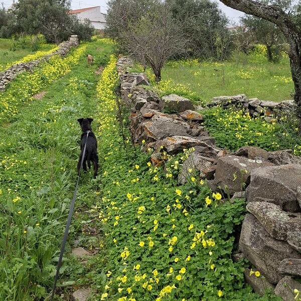 Fekete folt a sárga virágözönben