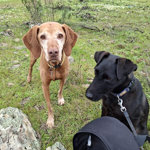 "Kérjük a sajt adót! Hogyhogy te még nem hallottál róla?"