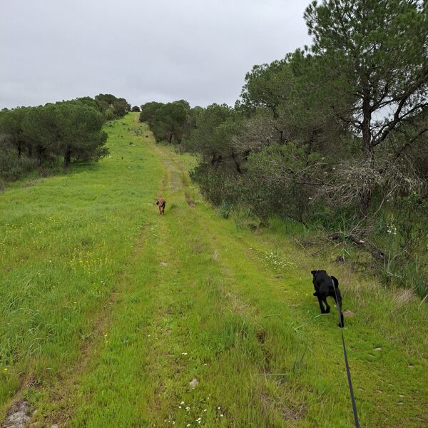 "Csak az a zöld fű!"