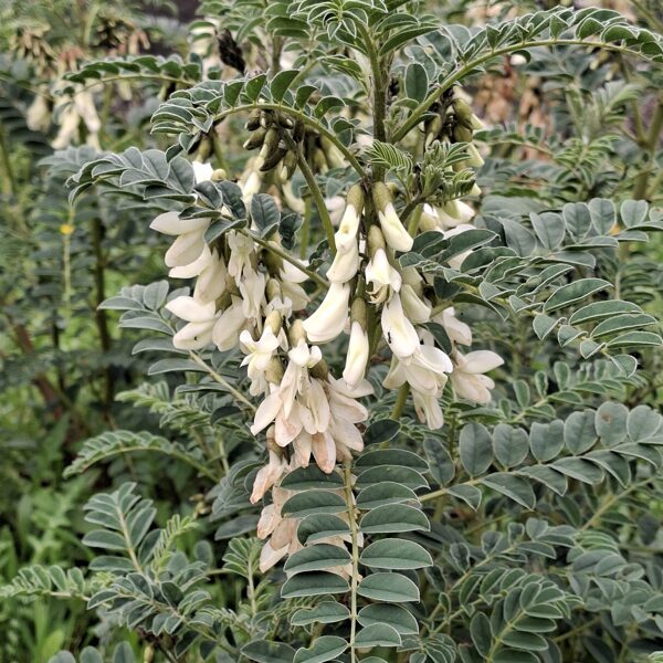 "Nem-tudom-mi-ez" virág, akácszerű, viszont kis bokron nő, nem fán