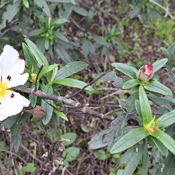 Még egy "nem-tudom-mi-ez" virág