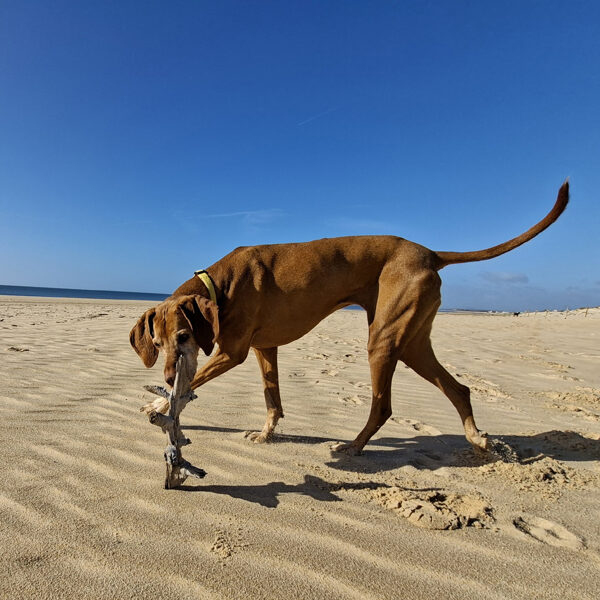 Pankát megbabonázza az útjelzőm
