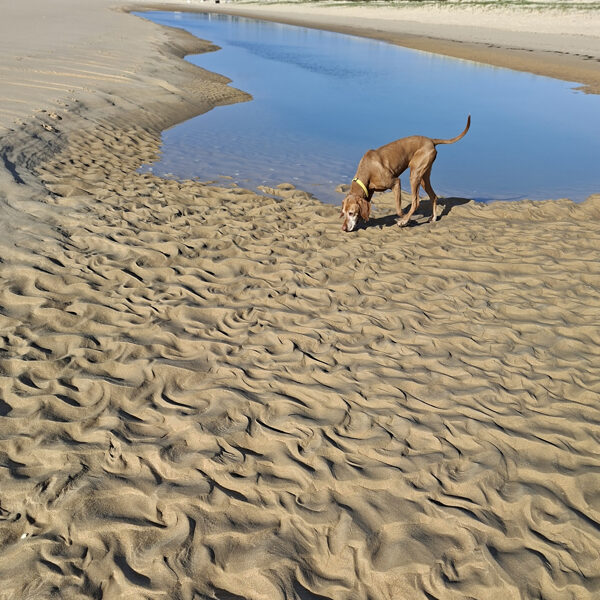 A szél és víz közös munkája ez a sok szép hullám a homokban