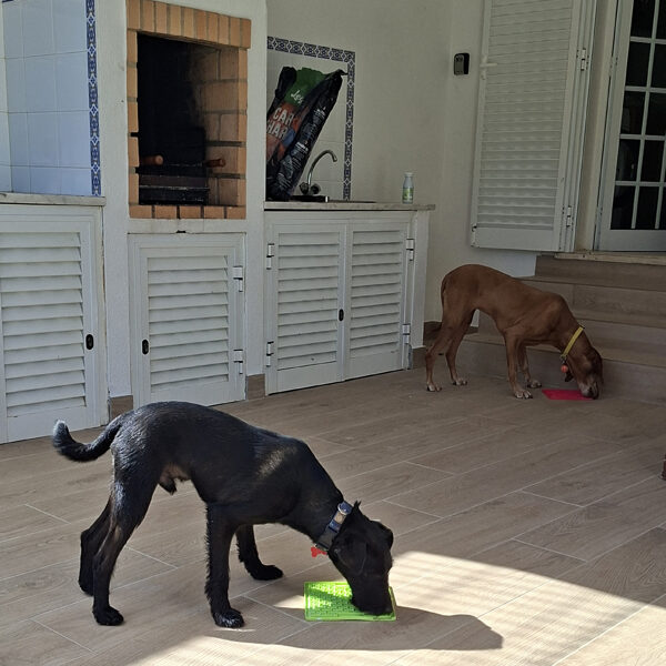 Amíg elkészítem a kávémat, ők kefírt nyalogatnak a LickyMat-jükről