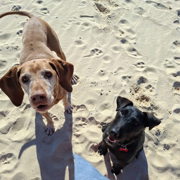 "Itt vagyunk, jöhet a jutalomfalat!"