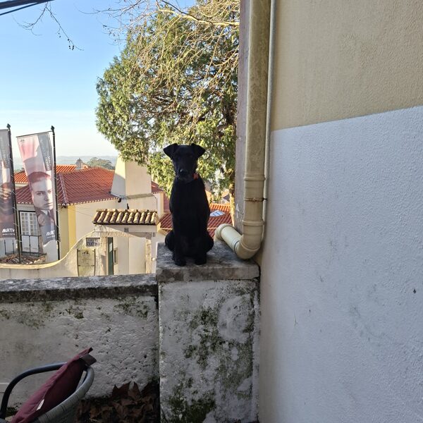 Zserbo a kerítésen