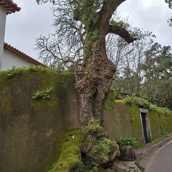 Imádom, hogy nem kivágják a fákat, hanem inkább körbeépítik őket