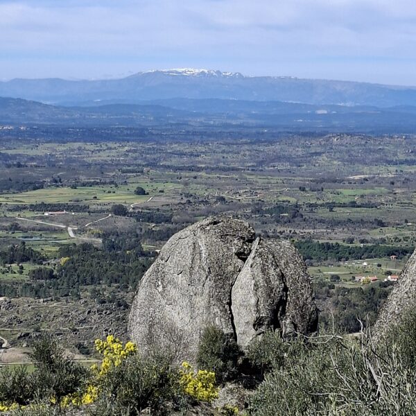 Ein blühender Baum im Vordergrund, schneebedeckter Berggipfel im Hintergrund