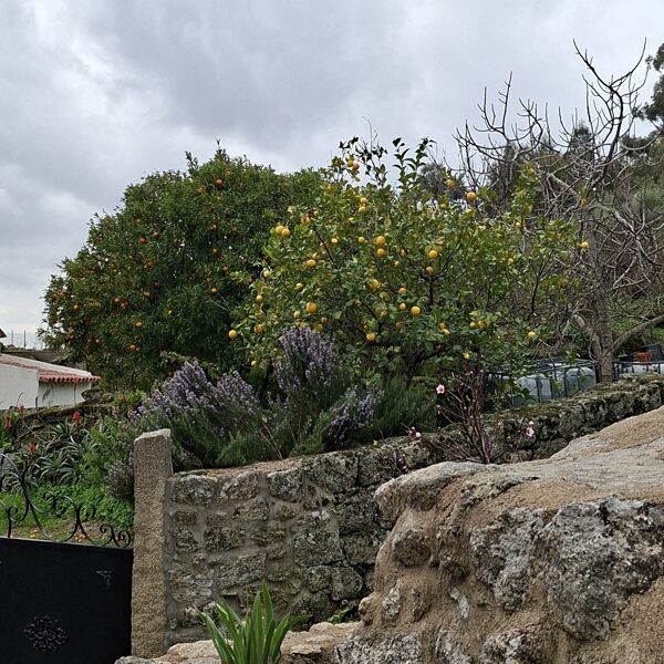 Orange tree and lemon tree next to each other