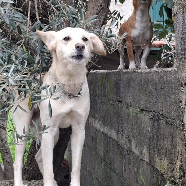 The „wuuuuwúúúúwuuuvu” choir