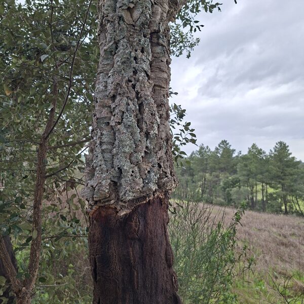 Cork tree