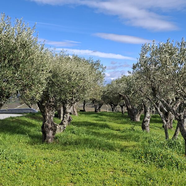 Olive trees