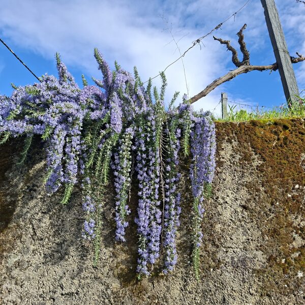 Blooming rosemary