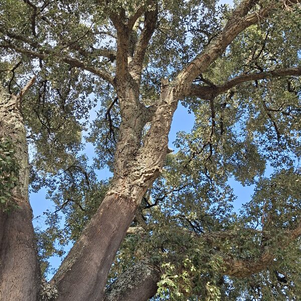 Cork tree