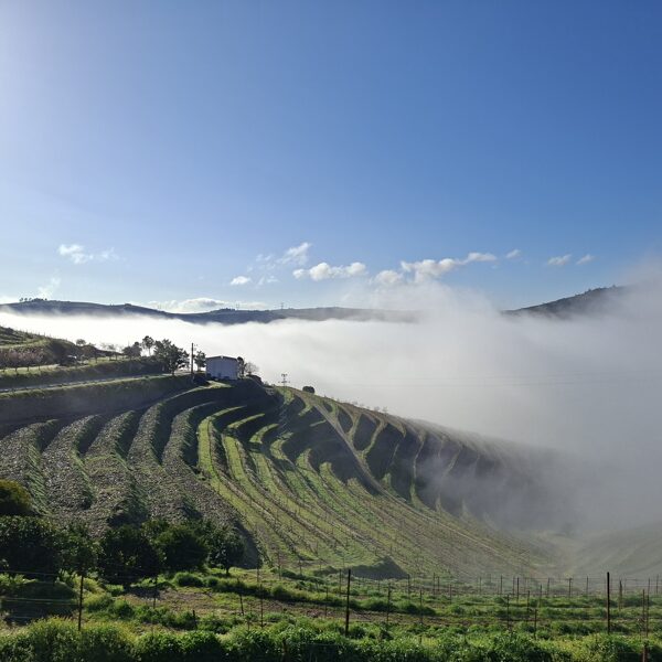 Douro Valley in fog
