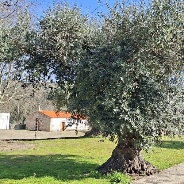 A nicely sized olive tree