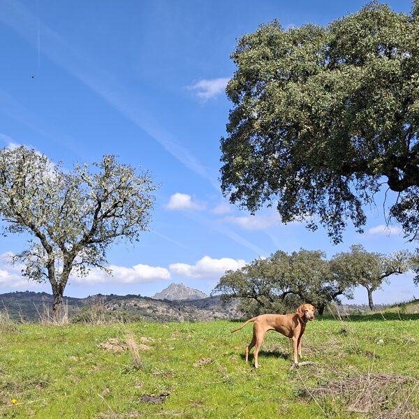 A scene from the film "The Sound of Music" — just kidding, of course