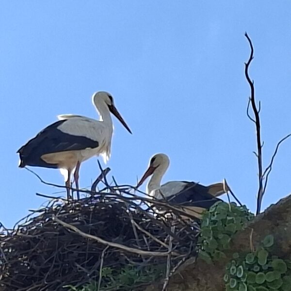 The wonderful stork couple