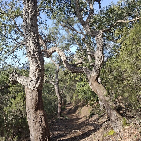 Az ösvényt parafa fák szegélyezik