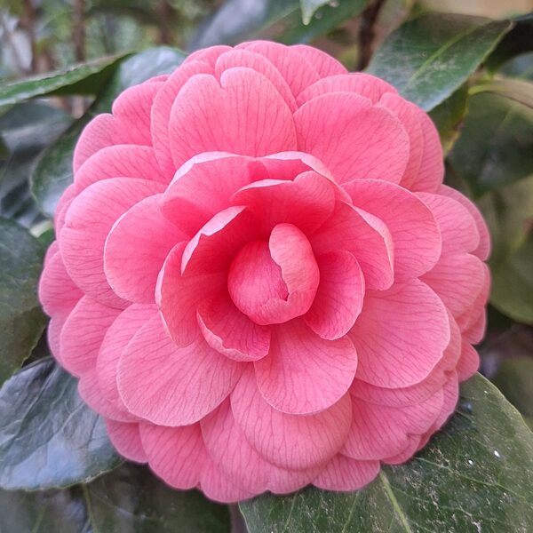 Egy csodaszép kamélia a hotel bejáratánál