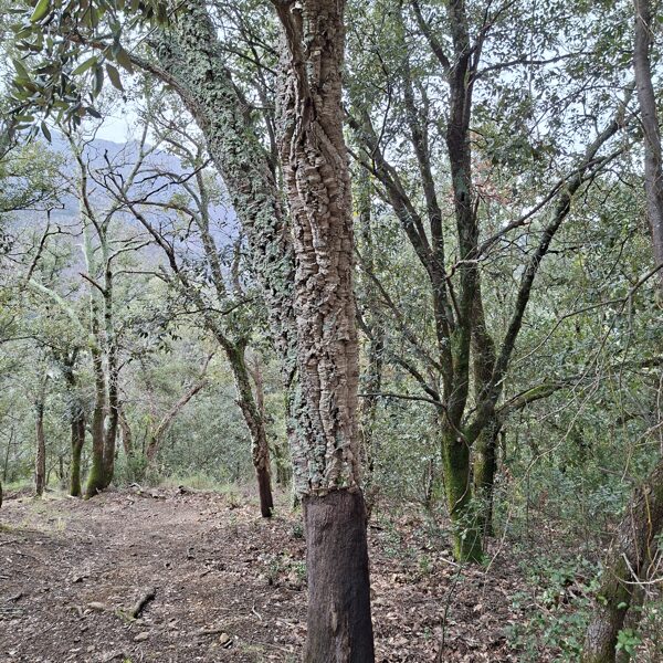 Yet another cork oak