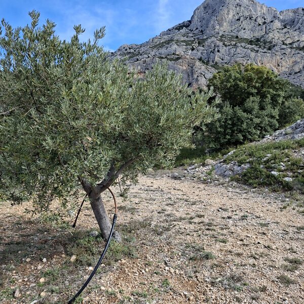 Olajfák öntözőrendszerrel ellátva