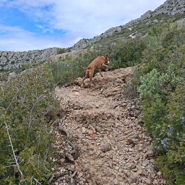 Panka a kis hegyizerge