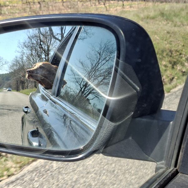 Az a jó kis provence-i levegő! Ugye, Panka?