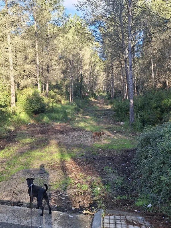 Entrance to the forest
