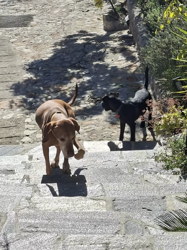 Up and down the stairs
