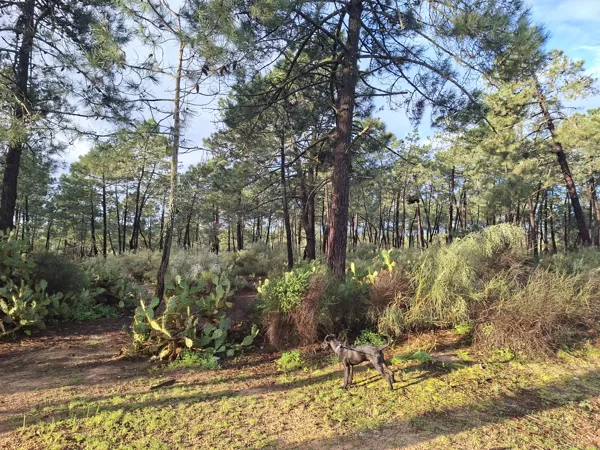 The forest