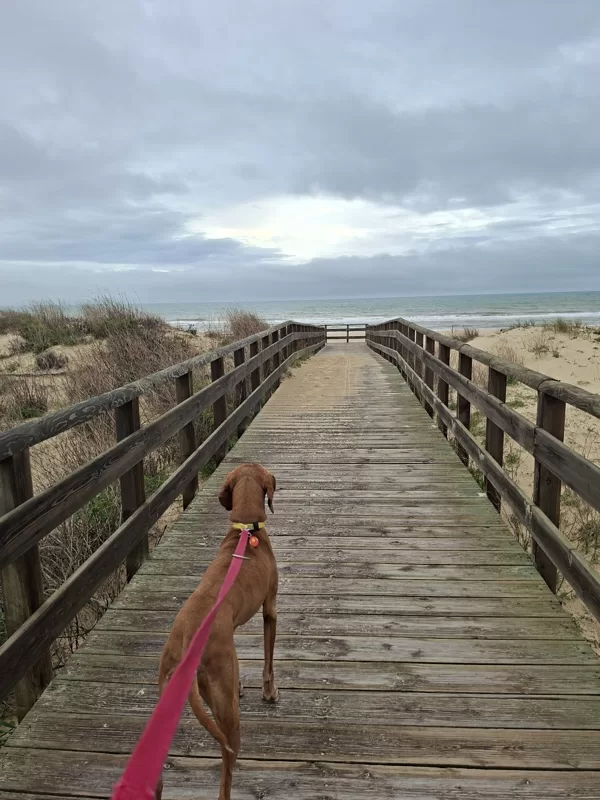The pier leading to the ocean