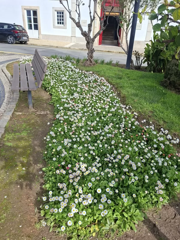 Gänseblümchen — in Erinnerung an David. Ich liebte die Art, wie er ihren Namen aussprach