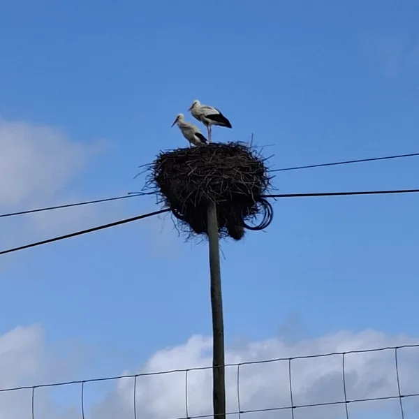 Eines der vielen Storchpaare