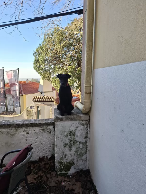 Zserbo a kerítésen