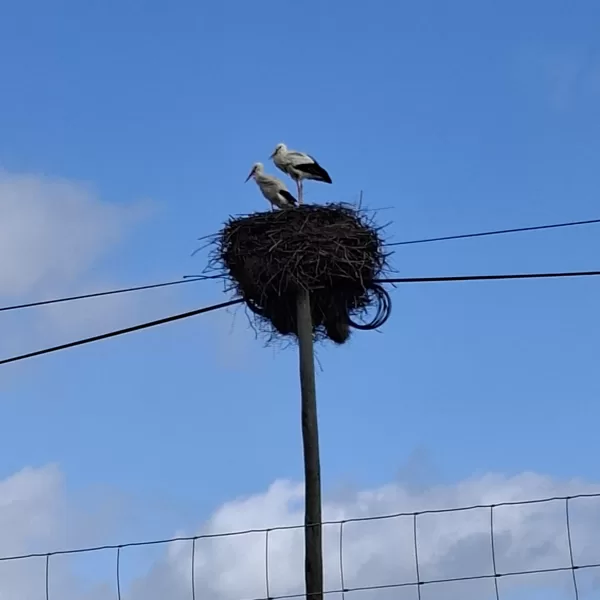 Az egyik gólyapár a sok közül