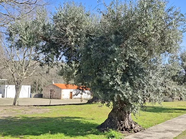 Szép méretű olajbogyó fa