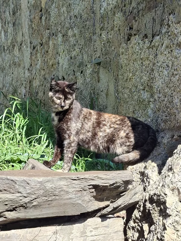 A szemtelen macska