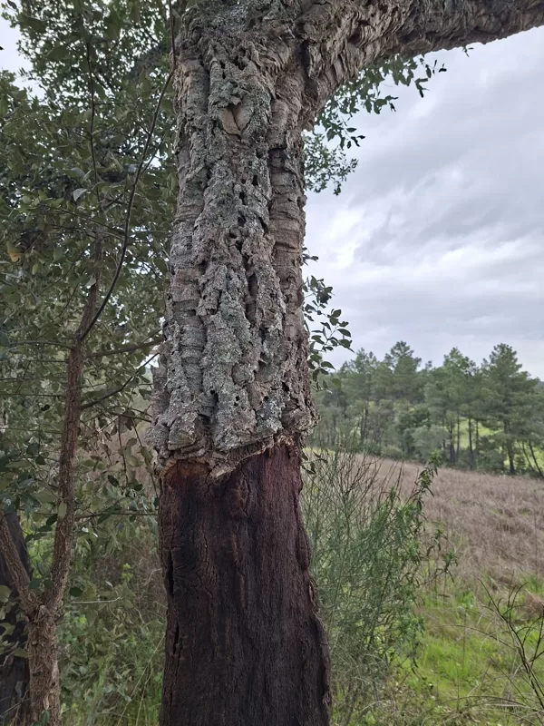 Cork tree