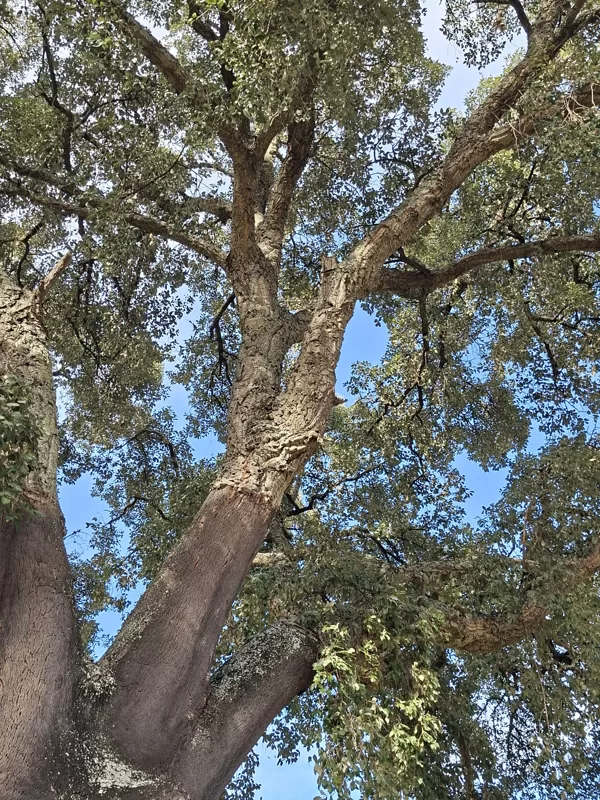 Cork tree